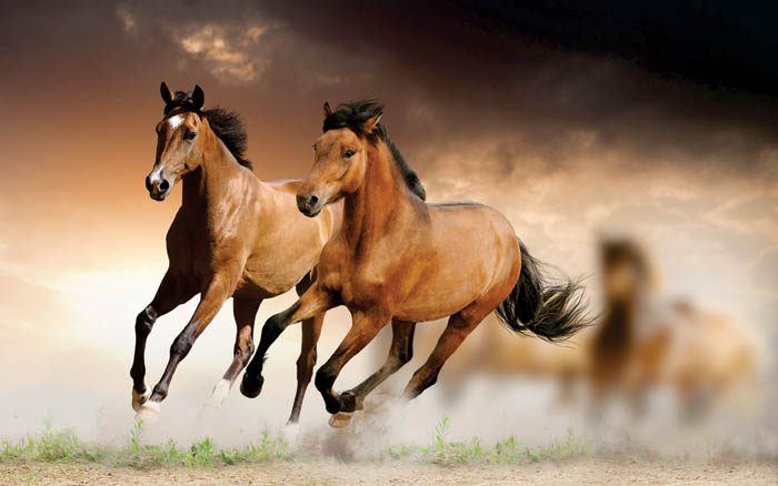 Integrity Endoscopy Repairs Equine & Veterinary Instruments